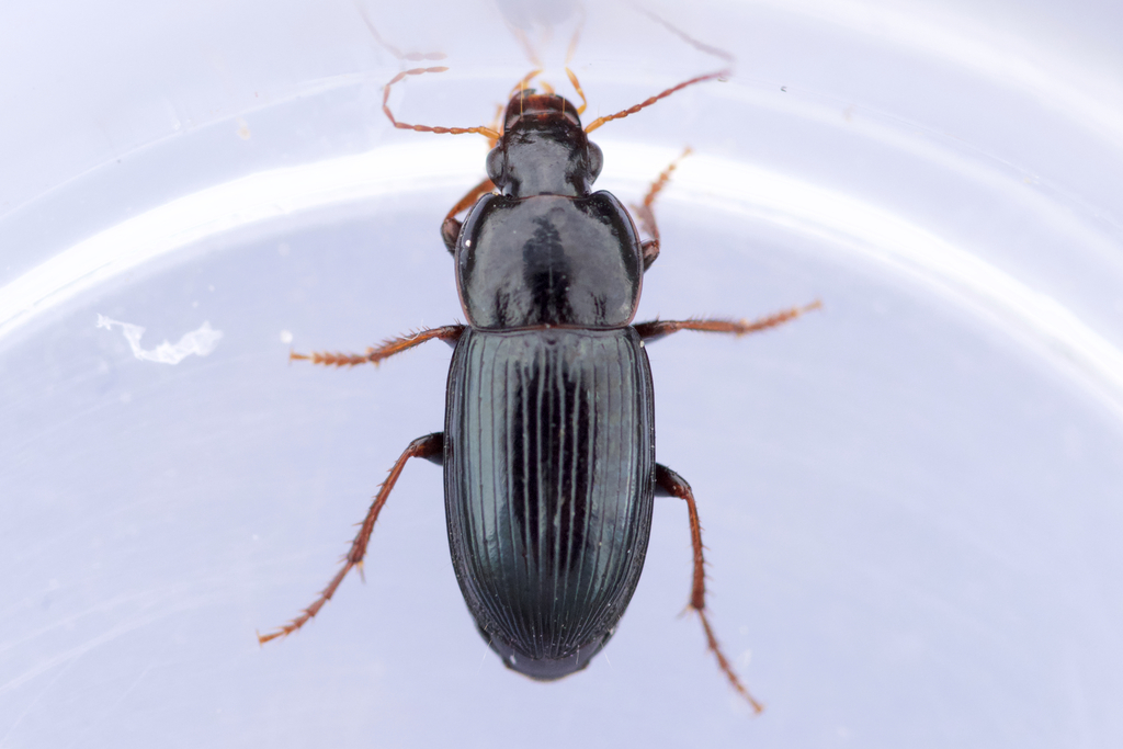 Selenophorus gagatinus