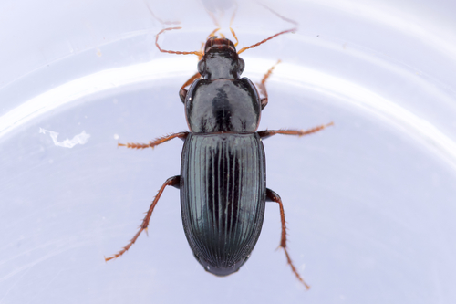 Selenophorus gagatinus