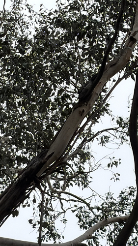 Tawny Frogmouth