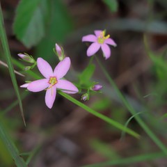 Sabatia campanulata
