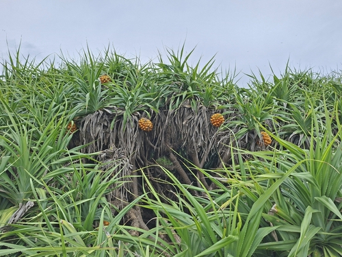 Pandanus odorifer, photograph 5