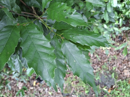Castanopsis formosana