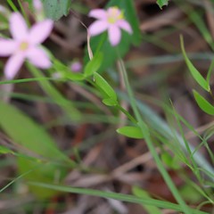 Sabatia campanulata