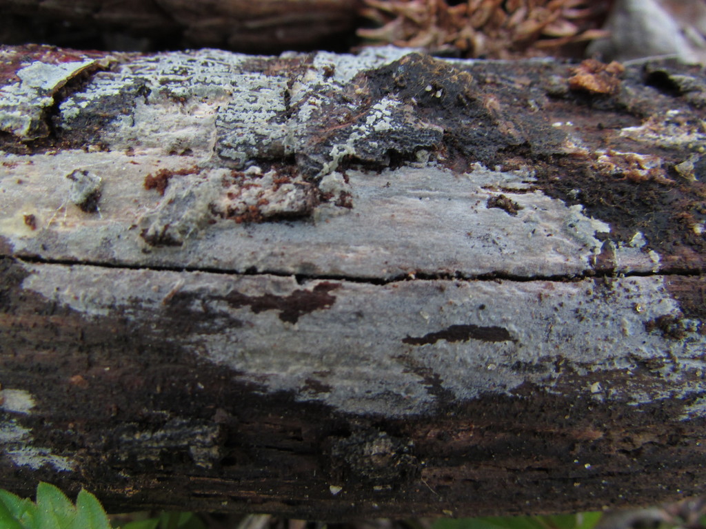 Peniophorellaceae