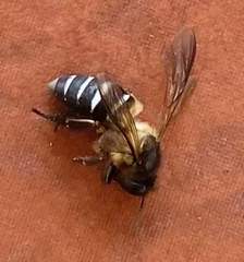 Apis dorsata breviligula