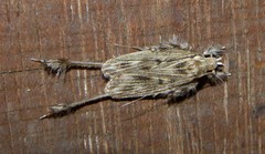 Struthoscelis semiotarsa