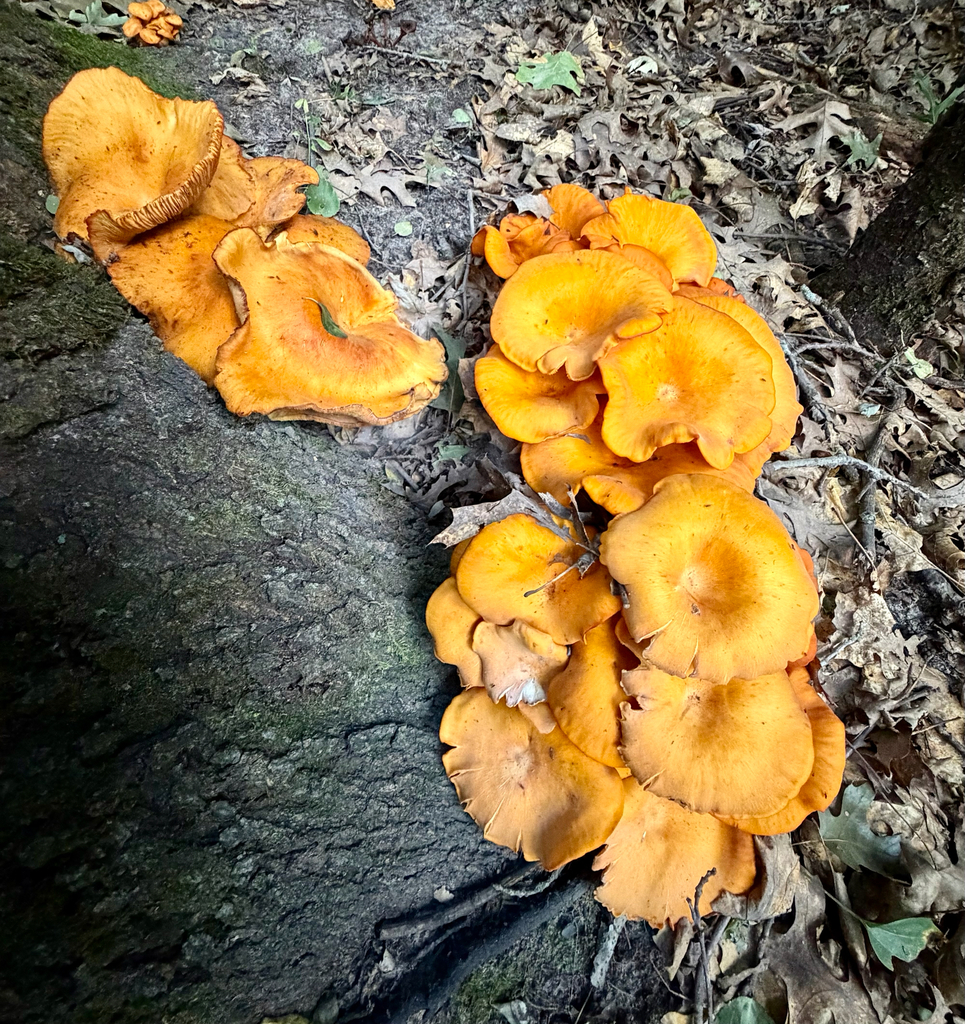 Eastern American jack-o'-lantern · August 2026 · photo: Photo: (c) sofi v, some rights reserved (CC BY) · iNaturalist