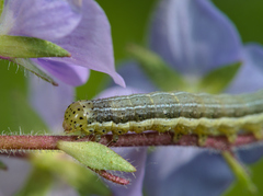 Heliothis