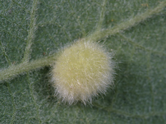Euura pedunculi