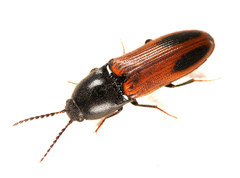 Ampedus occidentalis