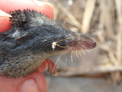 Sorex palustris