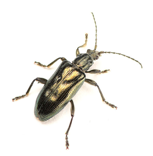 Fulvous-footed reed beetle
