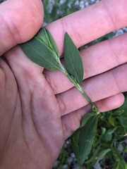 Magnoliopsida