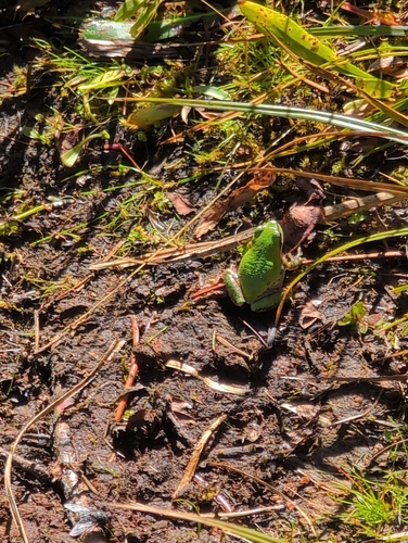 iNaturalist observation photo of Pacific chorus frog