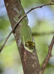 Anolis smallwoodi