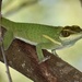 Smallwood's Anole - Photo (c) Alexis Felipe, some rights reserved (CC BY-NC), uploaded by Alexis Felipe