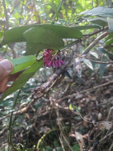 Syzygium wilsonii