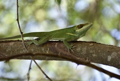 Anolis smallwoodi