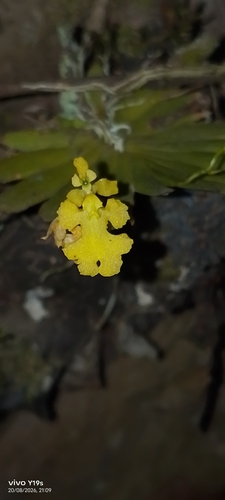 Erycina pumilio