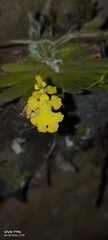 Erycina pumilio