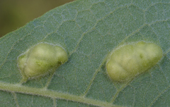 Euura bridgmanii