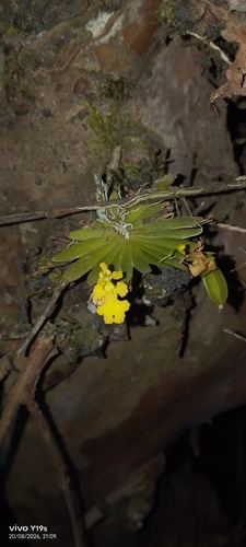 Erycina pumilio, photograph 2