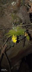 Erycina pumilio, photograph author not stated, no rights reserved