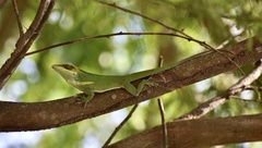 Anolis smallwoodi