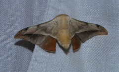 Gonogramma lemoulti