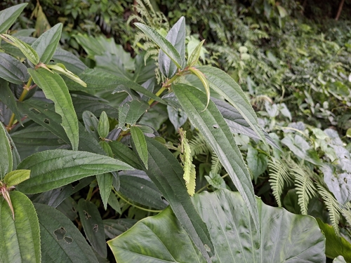 Boehmeria densiflora, photograph 2