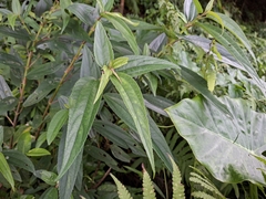 (c) vrxz, some rights reserved (CC BY-SA) Boehmeria densiflora, photograph (c) vrxz, some rights reserved (CC BY-SA)