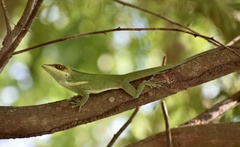 Anolis smallwoodi
