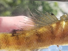 Etheostoma crossopterum