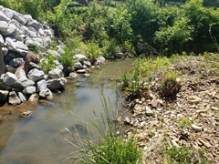 Etheostoma crossopterum