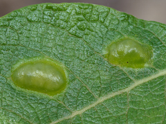 Euura bridgmanii