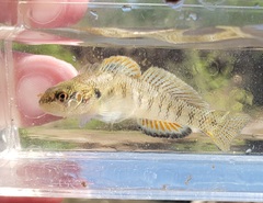 Etheostoma smithi