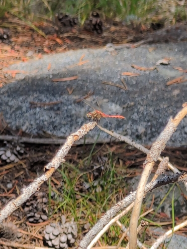 iNaturalist observation photo of Striped Meadowhawk
