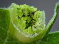 Euura bridgmanii