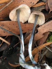Entoloma albidocoeruleum