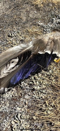 iNaturalist observation photo of Mallard