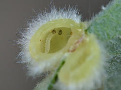 Euura pedunculi