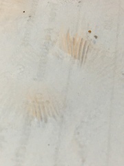 Entoloma albidocoeruleum