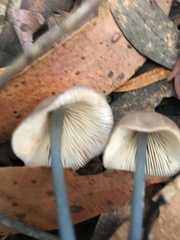 Entoloma albidocoeruleum