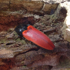 Ampedus cinnaberinus