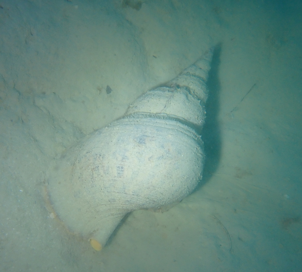 Giant triton