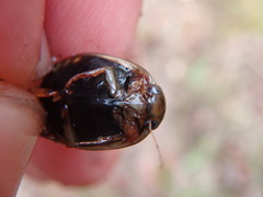 Acilius semisulcatus