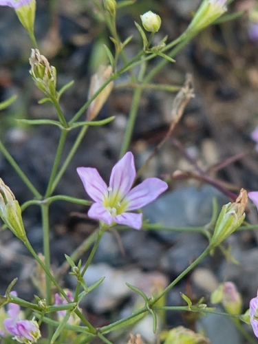 Low Baby's-breath
