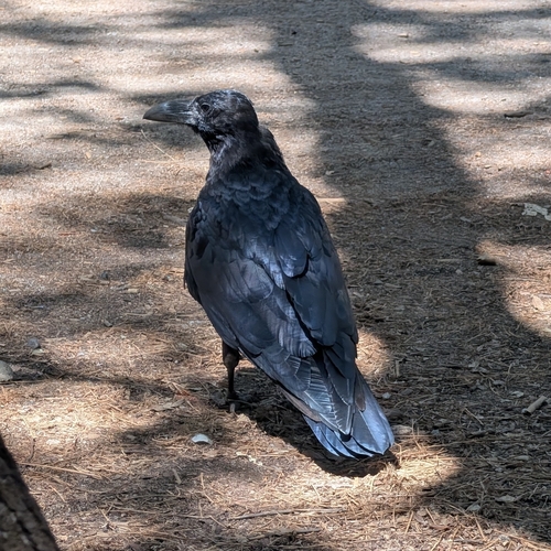 iNaturalist observation photo of Crows and Ravens