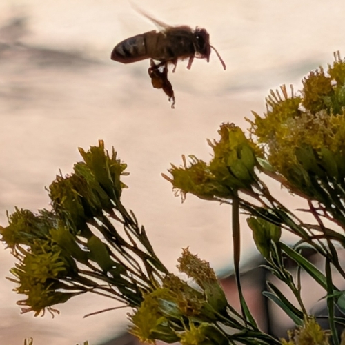iNaturalist observation photo of Western Honey Bee