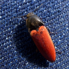 Ampedus cinnaberinus